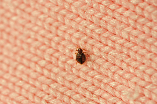 Bed-Bug-Treatment - Lynwood Best Pest Pros | Lynwood, CA