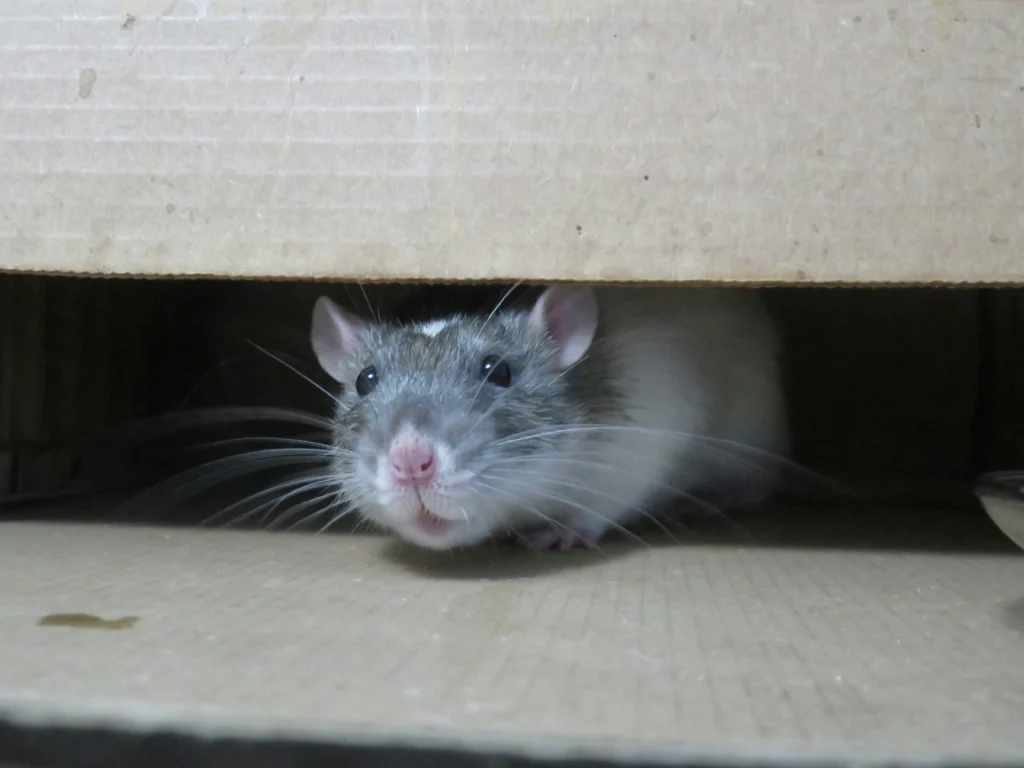 Common-Signs-of-a-Rodent-Problem - Lynwood Best Pest Pros | Lynwood, CA