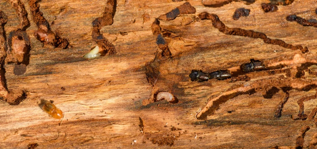 Is Your Home at Risk for Termite Damage - Lynwood Best Pest Pros | Lynwood, CA