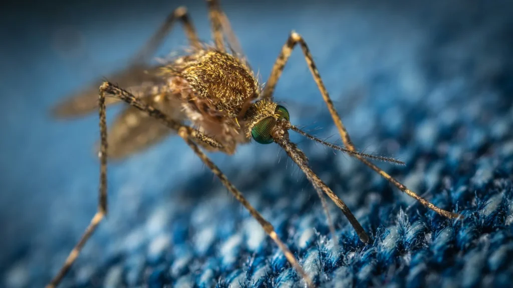 Mosquito Control - Lynwood Best Pest Pros | Lynwood, CA
