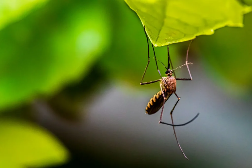 Mosquito-Control-for-Every-Outdoor-Space - Lynwood Best Pest Pros | Lynwood, CA
