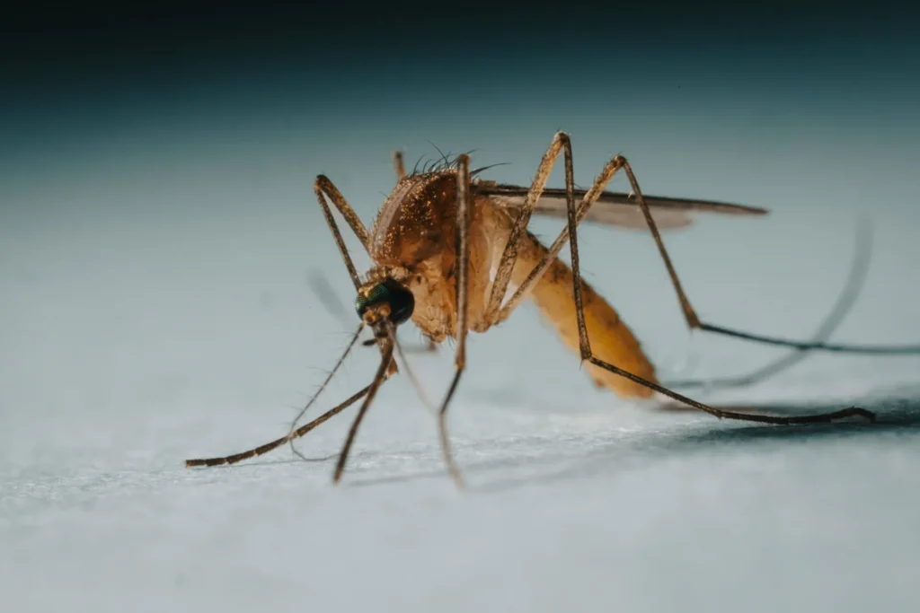 Protect Your Family from Mosquito-Borne-Diseases - Lynwood Best Pest Pros | Lynwood, CA