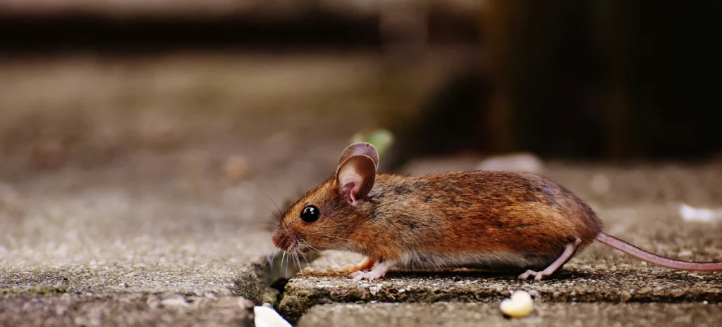 Residential-Commercial-Rodent-Solutions - Lynwood Best Pest Pros | Lynwood, CA