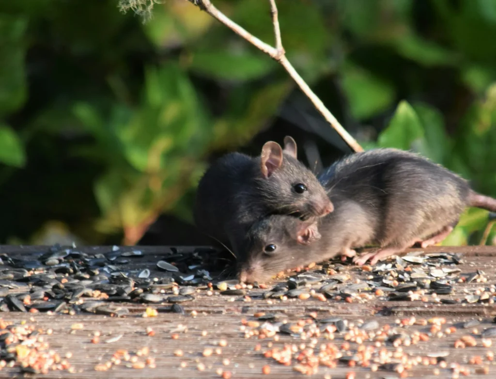 Rodent-Removal - Lynwood Best Pest Pros | Lynwood, CA