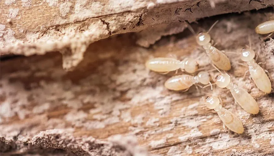 Signs You May Have a Termite Infestation - Lynwood Best Pest Pros | Lynwood, CA