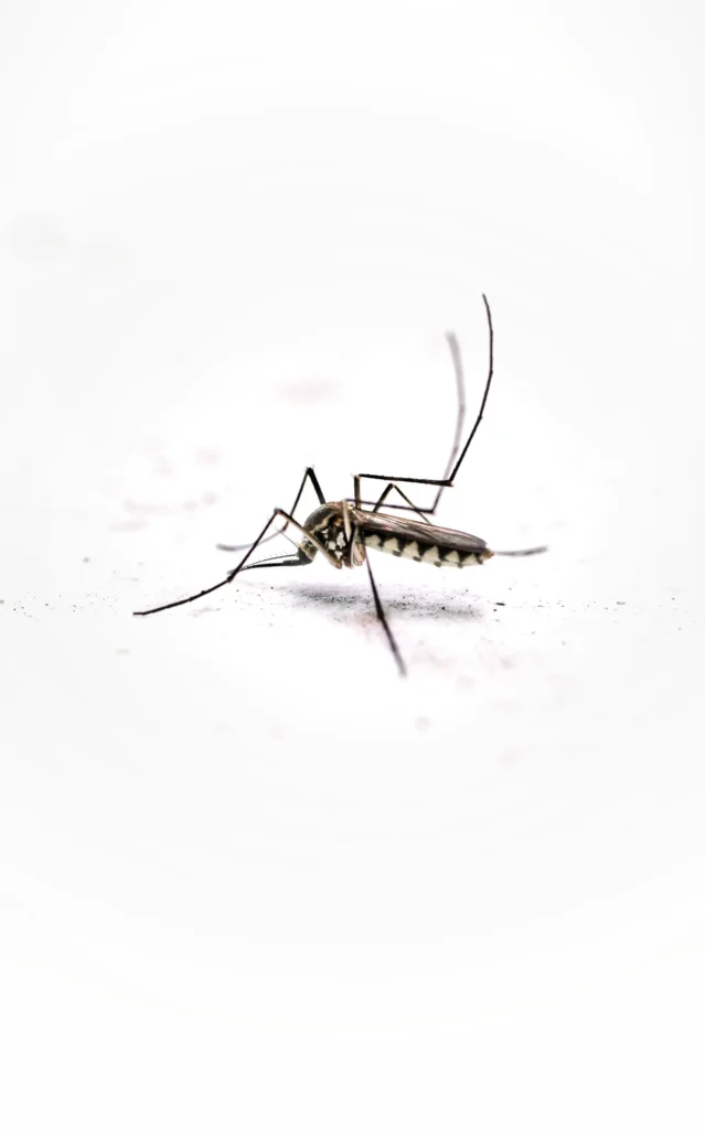 Tired of Mosquitoes Ruining Your Evenings - Lynwood Best Pest Pros | Lynwood, CA