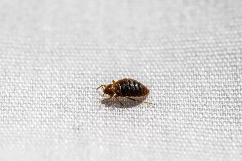 Why Bed Bug Heat Treatments Work Best - Lynwood Best Pest Pros | Lynwood, CA