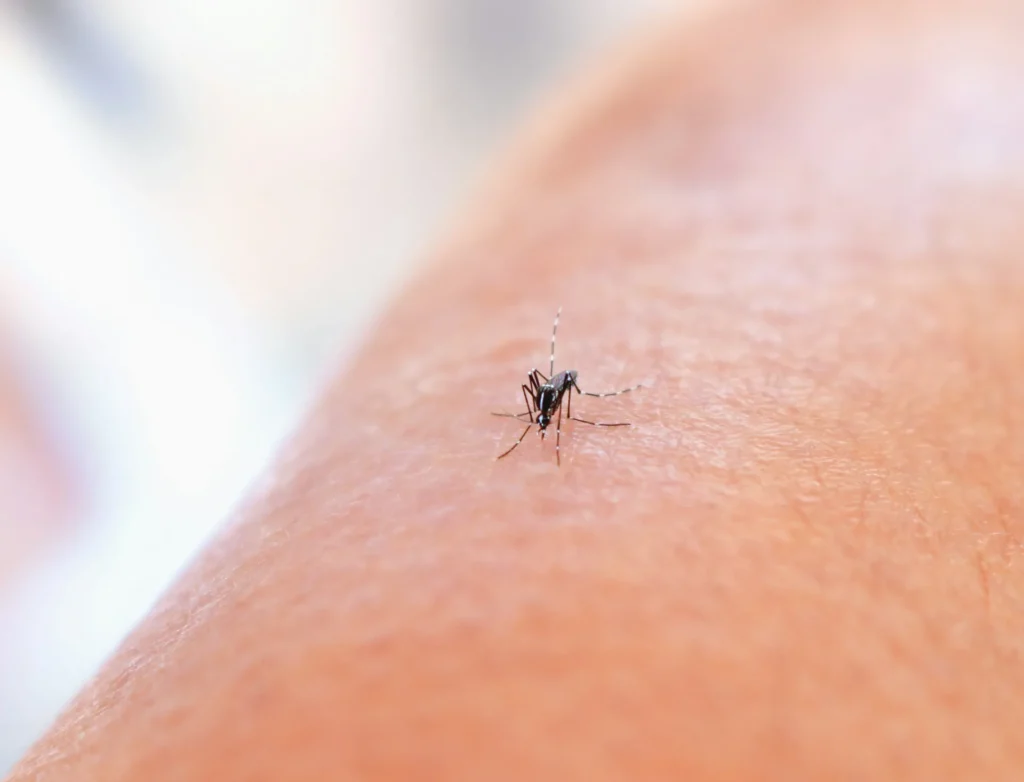 Why Choose Our Mosquito Control Services - Lynwood Best Pest Pros | Lynwood, CA